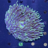 Heliofungia actiniformis WYSIWYG 0628