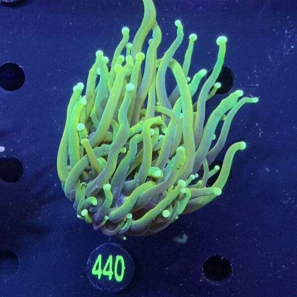 Euphyllia glabrescens WYSIWYG 0440