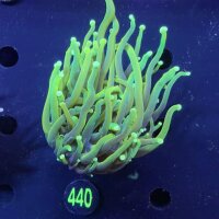 Euphyllia glabrescens WYSIWYG 0440