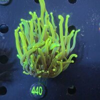 Euphyllia glabrescens WYSIWYG 0440