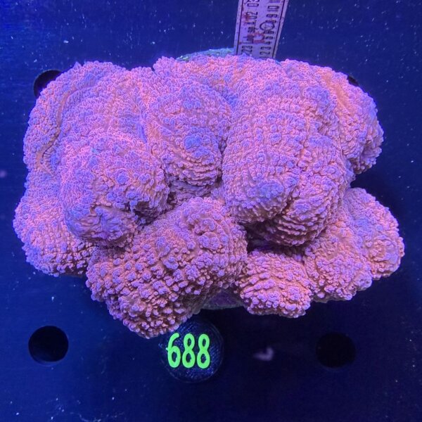 Lobophyllia sp. WYSIWYG 0688