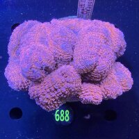 Lobophyllia sp. WYSIWYG 0688