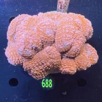 Lobophyllia sp. WYSIWYG 0688