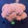 Lobophyllia sp. WYSIWYG 0688