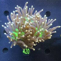Euphyllia glabrescens WYSIWYG 0420