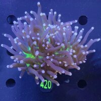 Euphyllia glabrescens WYSIWYG 0420