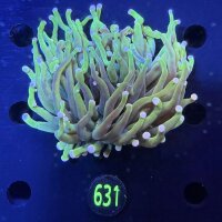 Heliofungia actiniformis WYSIWYG 0631
