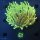 Heliofungia actiniformis WYSIWYG 0631