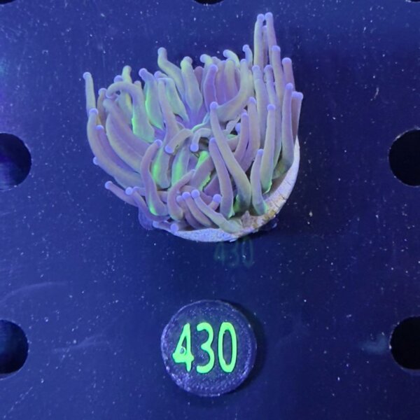 Euphyllia glabrescens WYSIWYG 0430