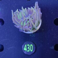Euphyllia glabrescens WYSIWYG 0430