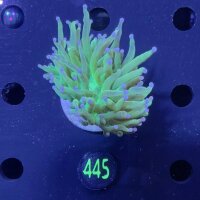 Euphyllia glabrescens WYSIWYG 0445