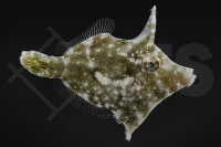 Acreichthys Tomentosus - Seegras-Feilenfisch