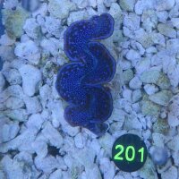 Tridacna maxima Muschel lila/blau 4-5cm 0201