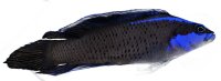 Pseudochromis springeri - Springers Zwergbarsch Nachzucht