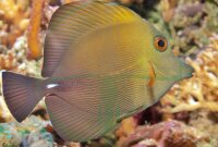 Zebrasoma scopas - Brauner Segelflossen Doktorfisch