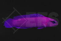 Pseudochromis fridmani - König Salomon Zwergbarsch...