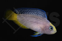 Manonichthys splendens (Pseudochromis) - Pracht...